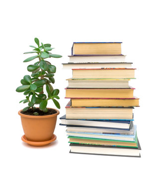 books and green plant isolated on white background