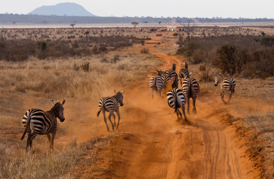 Fototapeta Zebre Kenya