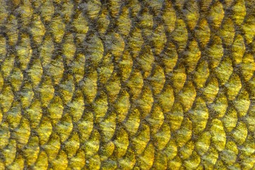 Real Tench Fish Scales Close-Up as Background Texture © Vidady