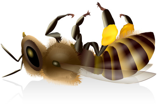 Dead Bee – Bees Die ( Tote Biene - Bienensterben )
