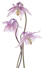 columbine