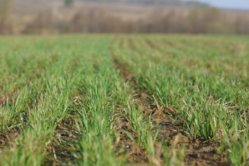 line of grass in the field