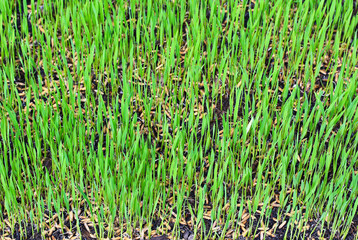 Paddy rice