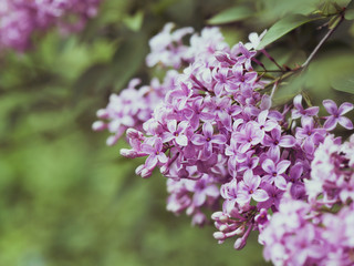 Fototapeta na wymiar Spring Lilac