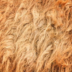Fototapeta premium camel wool