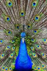 Fototapeta premium Peacock