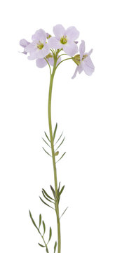 Cardamine pratensis