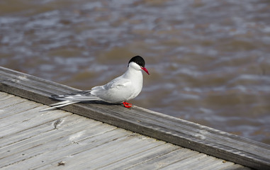 tern