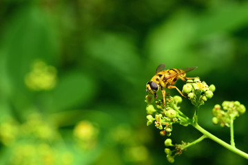 Tiny bee flies above the dandelion flowers in search of nectar.