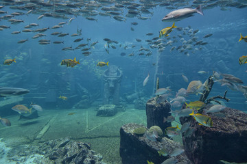 Underwater panorama with rocks, coral; reef and fishes.