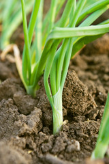 Spring onion in garden
