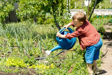 Young boy watering rows of vegetables