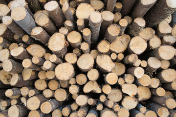 Spruce logs wood