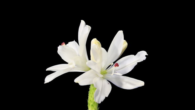 Blooming white lily on the black background (Lilium Annemaries D