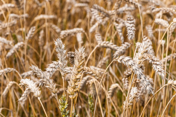 Obraz premium Detailed view at a field with mature and ripe wheat ready for ha