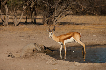 impala at  waterhole