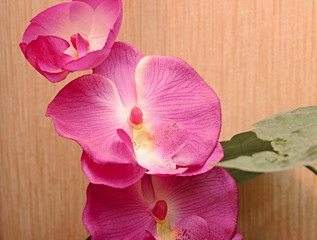 Fototapeta na wymiar Orchid kwiaty