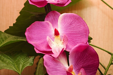 Fototapeta na wymiar Piękne różowa orchidea - phalaenopsis