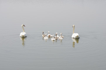 swan family floating on the water