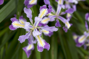 Oregon Irises in Bloom Closeup