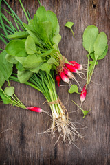 Bunch of organic radishes and chives