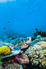 Grüne Meeresschildkröte auf buntem Korallenriff und blauem Hintergrund