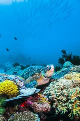 Fotobehang Schildpad Groene zeeschildpad op kleurrijk koraalrif en blauwe achtergrond
