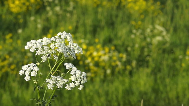 Anthriscus sylvestris with a green meadow