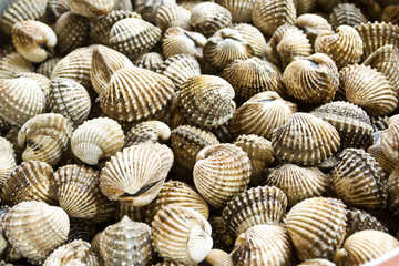 Cockle