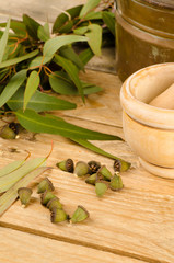 Aromatic eucalyptus