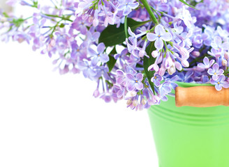 lilac branch on white