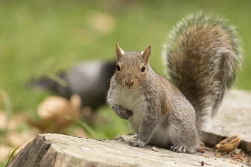 Foto op Plexiglas Geïsoleerde grijze eekhoorn die naar jou kijkt © Andrea Izzotti
