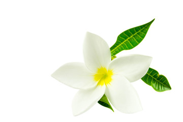 Frangipani flowers on a white background