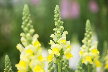 キンギョソウの花畑
