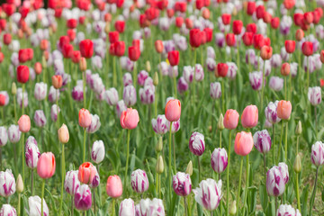チューリップ畑