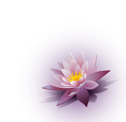 vector background with a water lily on the white background