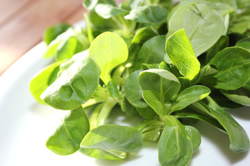 Feldsalat (Valerianella)