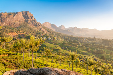 In Munnar Nature