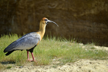 Profile Black-faced Ibis (Theristicus melanopis)