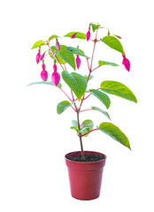 fuchsia flower with buds in a pot