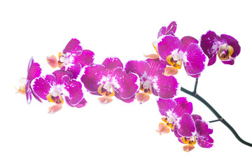 Obraz na płótnie Canvas spotty orchid isolated on the white, background