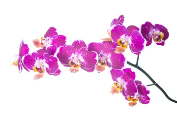 Keuken foto achterwand Orchidee vlekkerige orchidee geïsoleerd op het wit, background