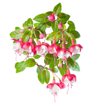 red and white branch  fuchsia  on white,  background
