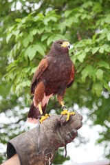 glove of a brave Falconer  that trains a mighty fly Falcon comma