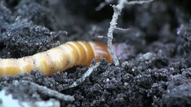 Beetle larva burrows into the ground