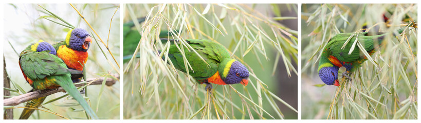 Rainbow lorikeet, trichoglossus haematodus