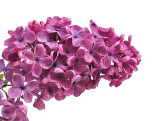 Fototapeta premium lilas