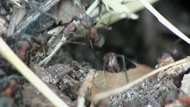 Ants in an ant hill run 