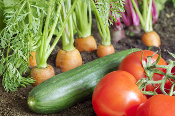 Many fresh organic vegetables growing in the garden closeup