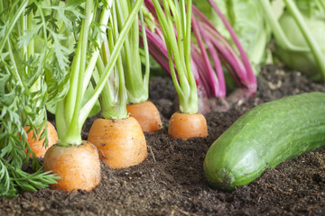 Many fresh organic vegetables growing in the garden closeup